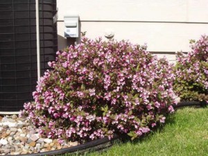 Krzewuszka (Weigela) Nana Purprea sadzonka zdjęcie 2