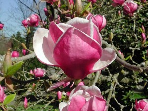 Magnolia pośrednia (Magnolia soulangeana) Rustica Rubra c3 zdjęcie 2