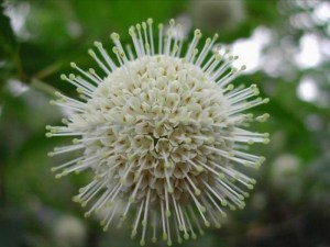 Guzikowiec (Cephalanthus occidentalis) zdjęcie 7