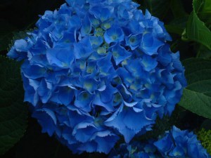 Hortensja ogrodowa niebieska (Hydrangea macrophylla) Nikko Blue zdjęcie 8