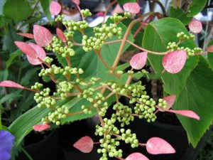 Przywarka japońska ( Schizophragma) Rosea - pnącze do cienia zdjęcie 3