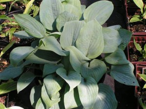 Funkia (Hosta) Fragrant Blue zdjęcie 1
