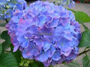 Hortensja ogrodowa (Hydrangea macrophylla) Renate c2 zdjęcie 5