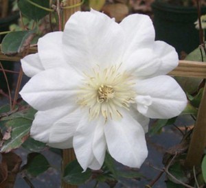Powojnik (Clematis) Duchness of Edinburg c2 zdjęcie 1
