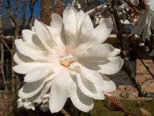 Magnolia gwiaździsta biała (Magnolia stellata) c2 zdjęcie 8