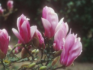 Magnolia George Henry Kern c4 zdjęcie 5