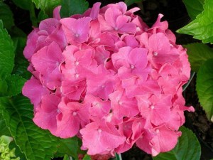 Hortensja ogrodowa (Hydrangea macrophylla) Masja zdjęcie 3