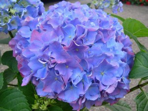 Hortensja ogrodowa (Hydrangea) Renate Steiniger c1 zdjęcie 3