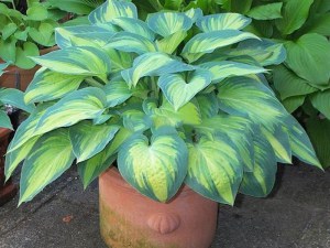 Funkia (Hosta) June zdjęcie 1