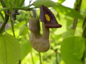 Kokornak wielkolistny (Aristolocha macrophylla) zdjęcie 6