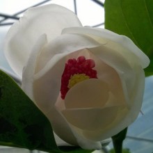 Magnolia Siebolda Colossus c4 zdjęcie 1