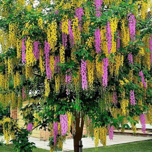 Laburnocytisus Adama (Laburnocytisus adamii) zdjęcie 1