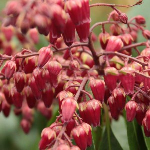 Pieris japoński (Pieris japonica) Valley Valentine czerwony zdjęcie 1