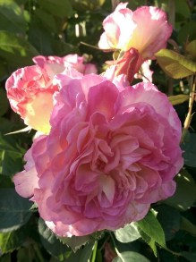 Róża herbaciana wielokwiatowa Gorgeous różowa c4 zdjęcie 1