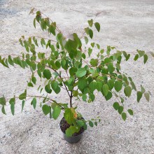 Grujecznik japoński (Cercidiphyllum japonicum) Ra 50 cm c3