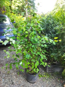 Grujecznik japoński (Cercidyphyllum japonicum) sadzonka