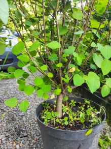 Grujecznik japoński (Cercidyphyllum japonicum) sadzonka - zdjęcie 2