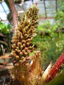 Gunera olbrzymia, parzeplin (Gunnera manicata) 1