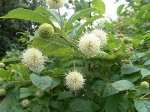 Guzikowiec (Cephalanthus occidentalis) c2 zdjęcie 1