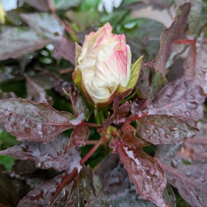 Hibiskus bylinowy (Hibiscus moscheutos) Cookies and Cream c1 - zdjęcie 2