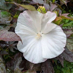 Hibiskus bylinowy (Hibiscus moscheutos) Cookies and Cream c1