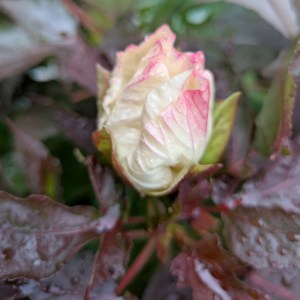 Hibiskus bylinowy (Hibiscus moscheutos) Cookies and Cream c1 - zdjęcie 5