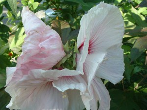 Hibiskus bylinowy (Hibiscus moscheutos) Kopper King zdjęcie 1
