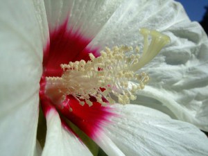 Hibiskus bylinowy (Hibiscus moscheutos) Old Yella zdjęcie 2