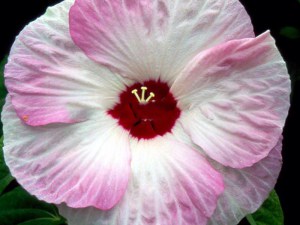 Hibiskus bylinowy (Hibiscus moscheutos) Nippon Blush zdjęcie 1