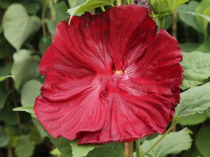 Hibiskus bylinowy (Hibiscus moscheutos) Robert Fleming zdjęcie 1