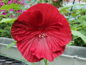 hibiskus_bylinow_53be69849c290.jpg