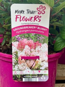 '' Hortensja Groundbreaker Blush etykieta licencyjna