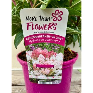 Hortensja bukietowa okrywowa Groundbreaker Blush