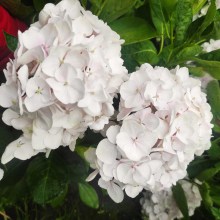 Hortensja ogrodowa (Hydrangea macrophylla) seria Hovaria Holibel 80 cm c3