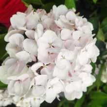 Hortensja ogrodowa (Hydrangea macrophylla) seria Hovaria Holibel 80 cm c3