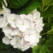 Hortensja ogrodowa (Hydrangea macrophylla) seria Hovaria Holibel 80 cm c3