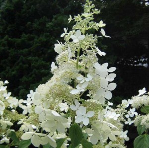 Hortensja bukietowa (Hydrangea paniculata) Brussels Lace c3 zdjęcie 3