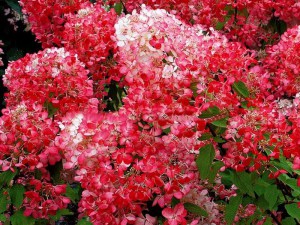 Hortensja bukietowa Diamant Rouge syn. Rendia c3 zdjęcie 2