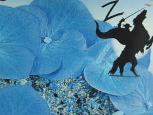 Hortensja ogrodowa (Hydrangea) Zorro c3 zdjęcie 1
