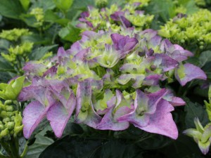Hortensja  Early Blue, Hortensja niebieska c3 zdjęcie 1