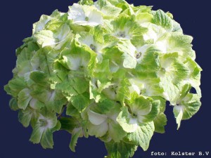 hortensja___Hydr_4fe774fc12ca0.jpg