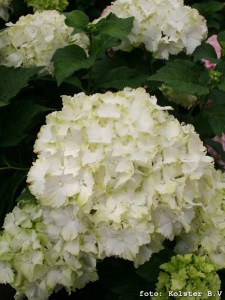 hortensja___Hydr_4fe77609e1f5b.jpg