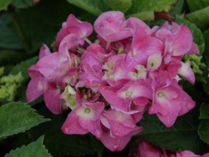 hortensja___Hydr_5005d231de4a6.jpg
