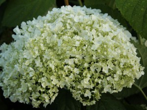 hortensja___Hydr_5482f4fb3536b.jpg
