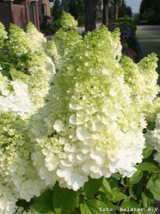 Hortensja bukietowa Moonlight Hydrangea c3 zdjęcie 2