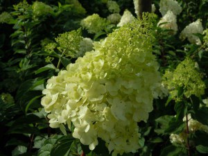 Hortensja bukietowa Polar Bear Hydrangea c3 zdjęcie 1
