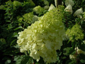 Hortensja bukietowa Polar Bear Hydrangea zdjęcie 1