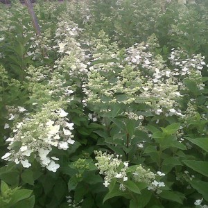 Hortensja bukietowa (Hydrangea paniculata) Mega Pearl c2 zdjęcie 1