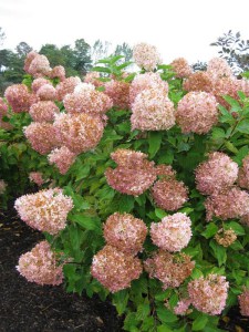Hortensja bukietowa Phantom Hydrangea c3 zdjęcie 1