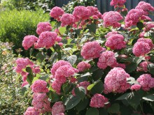 Hortensja drzewiasta Pink Anabelle Invincibelle c1,5 zdjęcie 1